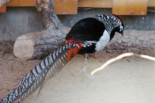 Chrysolophus amherstiae - Diamantfasan (Amherstfasan)